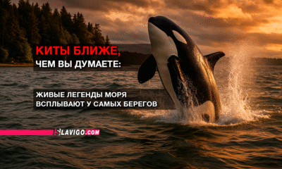 свежие новости сиетла только на slavigo.com