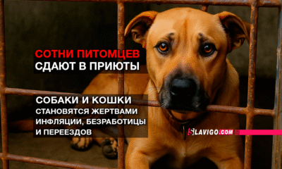 новости штата Вашингтон на slavigo.com