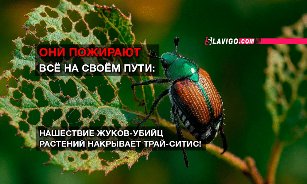 новости штата Вашингтон на slavigo.com