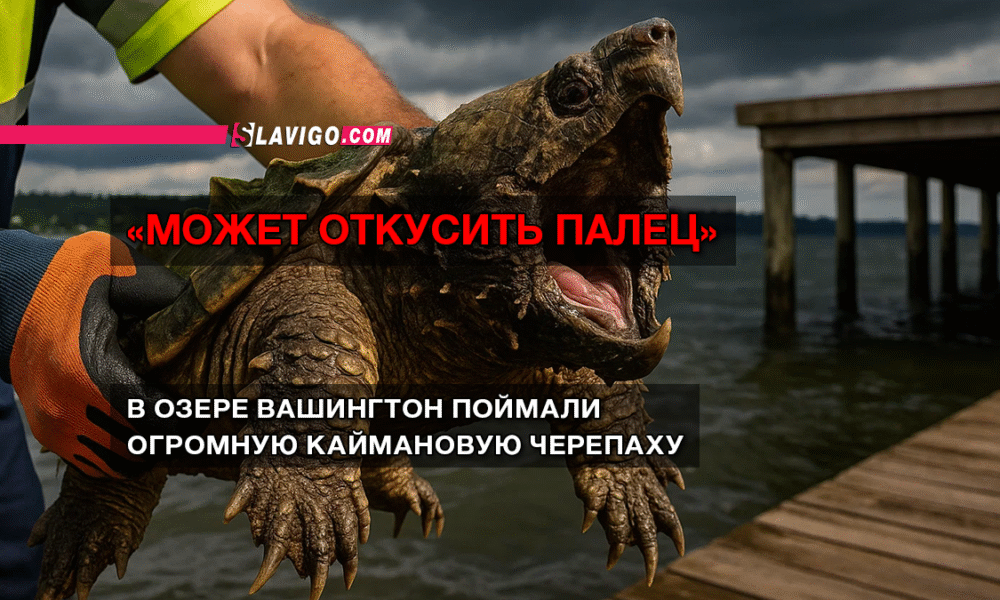 читай свежие новости Сиэтла и пригорода на slavigo.com