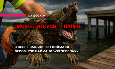 читай свежие новости Сиэтла и пригорода на slavigo.com