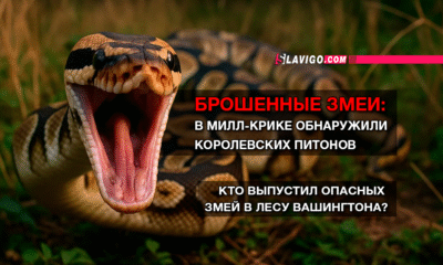 новости штата Вашингтон на slavigo.com