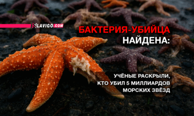 новости штата Вашингтон на slavigo.com