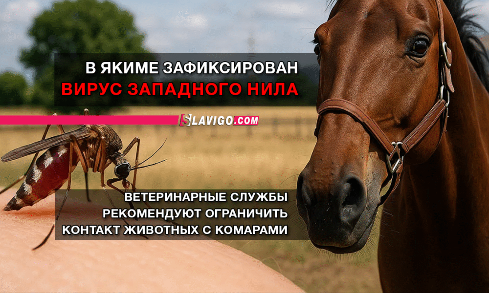 новости штата Вашингтон на slavigo.com