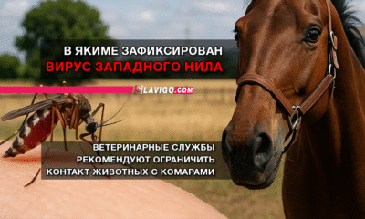 новости штата Вашингтон на slavigo.com