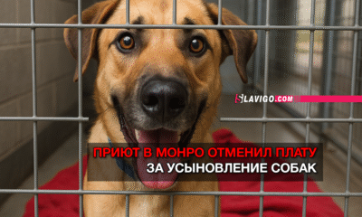 свежие новости сиетла только на slavigo.com
