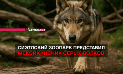свежие новости сиетла только на slavigo.com