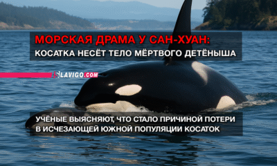 новости штата Вашингтон на slavigo.com