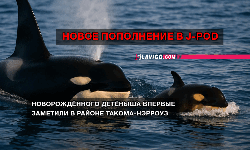 новости штата Вашингтон на slavigo.com