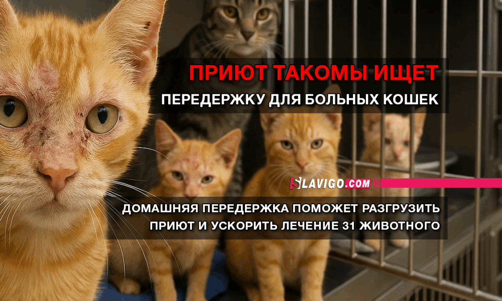 новости штата Вашингтон на slavigo.com