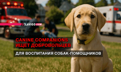 свежие новости сиетла только на slavigo.com