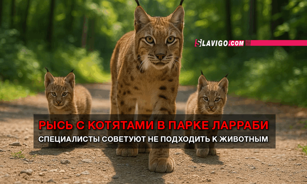 читай свежие новости Сиэтла и пригорода на slavigo.com