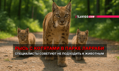 читай свежие новости Сиэтла и пригорода на slavigo.com