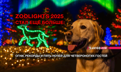 свежие новости сиетла только на slavigo.com