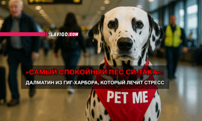 свежие новости сиетла только на slavigo.com