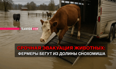 свежие новости сиетла только на slavigo.com