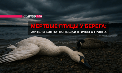 новости штата Вашингтон на slavigo.com