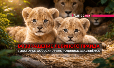 свежие новости сиетла только на slavigo.com