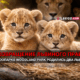 свежие новости сиетла только на slavigo.com
