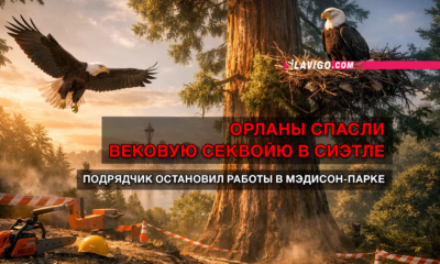 новости штата Вашингтон на slavigo.com