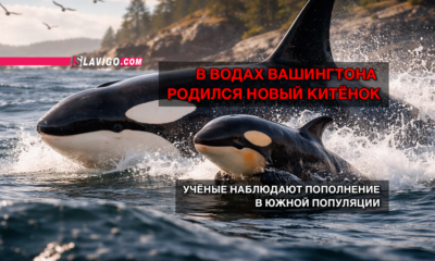 читай свежие новости Сиэтла и пригорода на slavigo.com