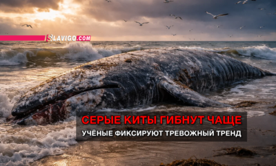 Beached gray whale on a foamy shore at sunset with seagulls; Russian news banner reads: 'Gray whales die more often' and subhead about an alarming trend.