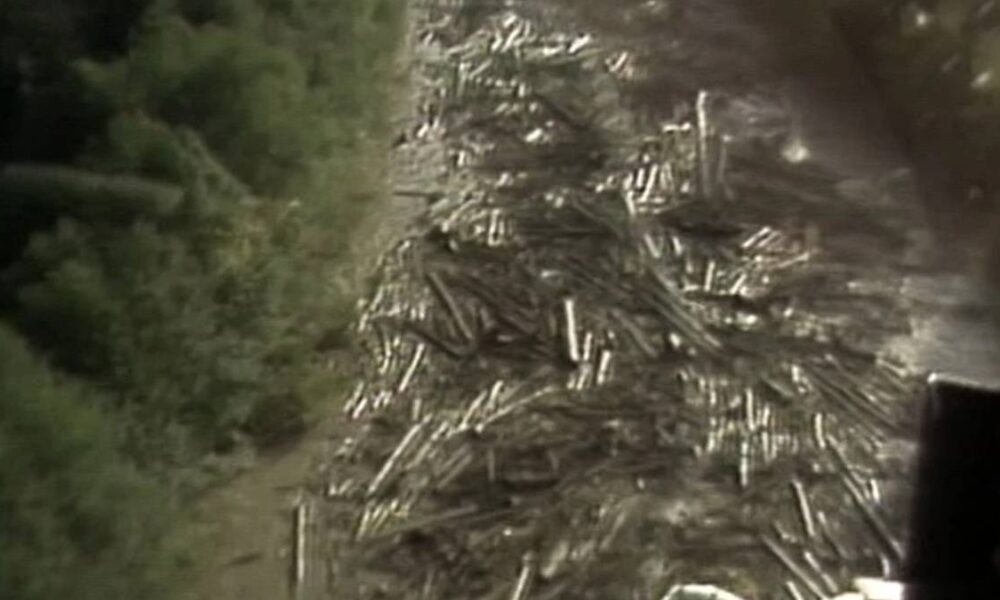 Pile of cut logs stacked along a dirt road on a forested hillside.