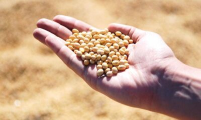 Person's cupped hand holding a handful of small beige seeds outdoors, with a sunlit field background.