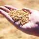 Person's cupped hand holding a handful of small beige seeds outdoors, with a sunlit field background.