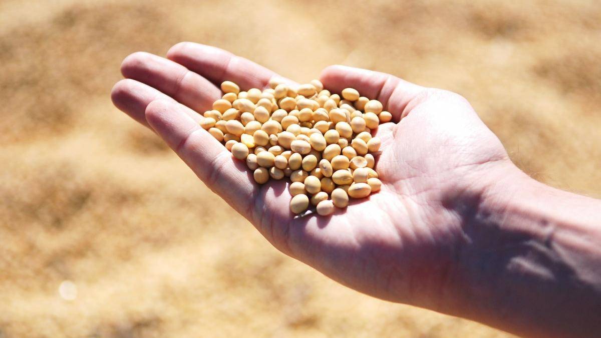 Person's cupped hand holding a handful of small beige seeds outdoors, with a sunlit field background.