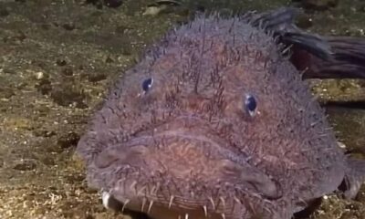 Close-up of a large, rough-skinned fish with spiky texture and small eyes, resting on the sandy bottom.