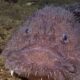 Close-up of a large, rough-skinned fish with spiky texture and small eyes, resting on the sandy bottom.