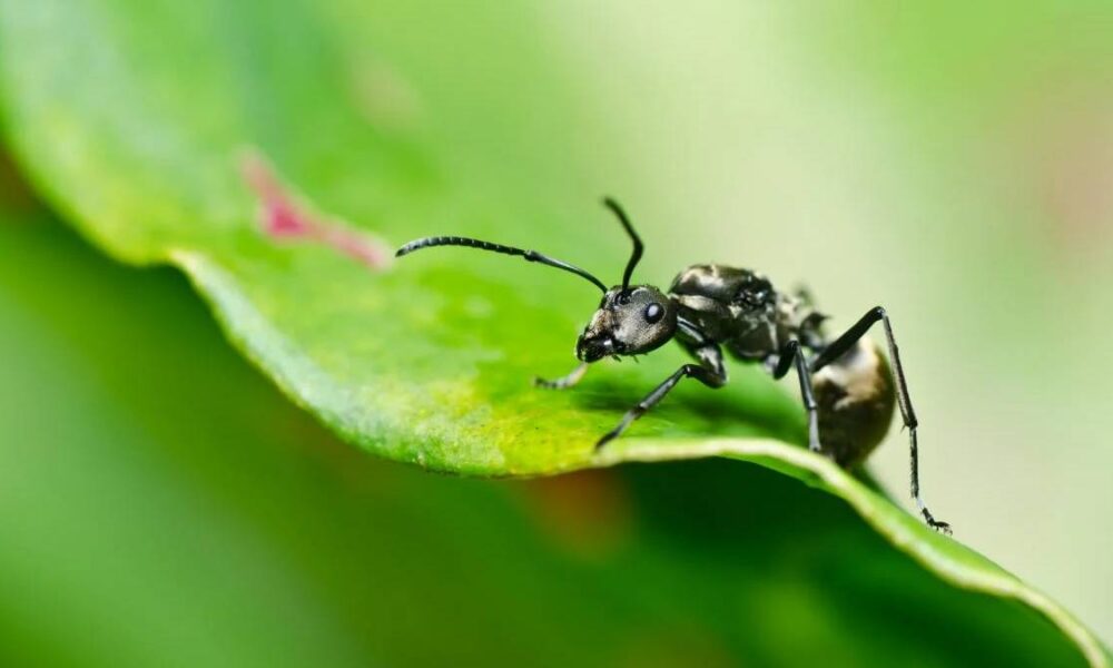 Macro photo of a black ant on a green leaf, shown in close-up profile view.