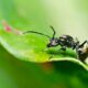 Macro photo of a black ant on a green leaf, shown in close-up profile view.