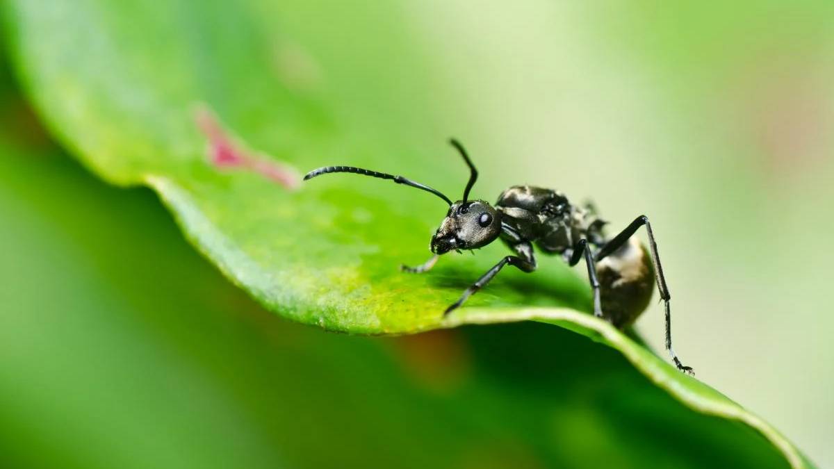 Macro photo of a black ant on a green leaf, shown in close-up profile view.