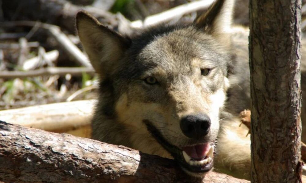 Close-up of a wolf peeking over a fallen log, with its mouth slightly open and teeth visible.
