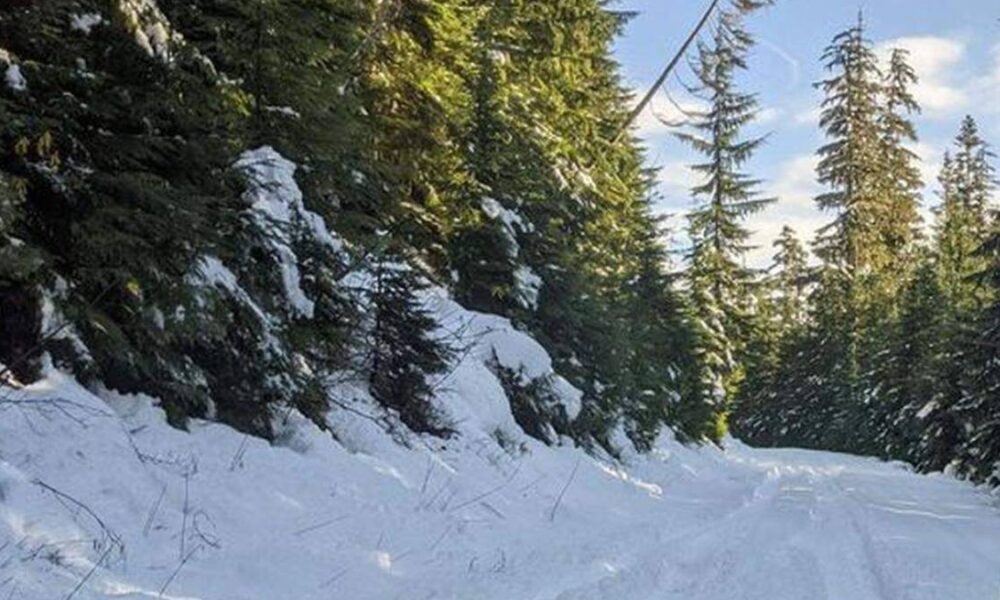 Snowy forest road lined with evergreen trees and fresh powder on the ground, sunlight peeking through branches.