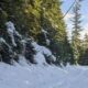 Snowy forest road lined with evergreen trees and fresh powder on the ground, sunlight peeking through branches.