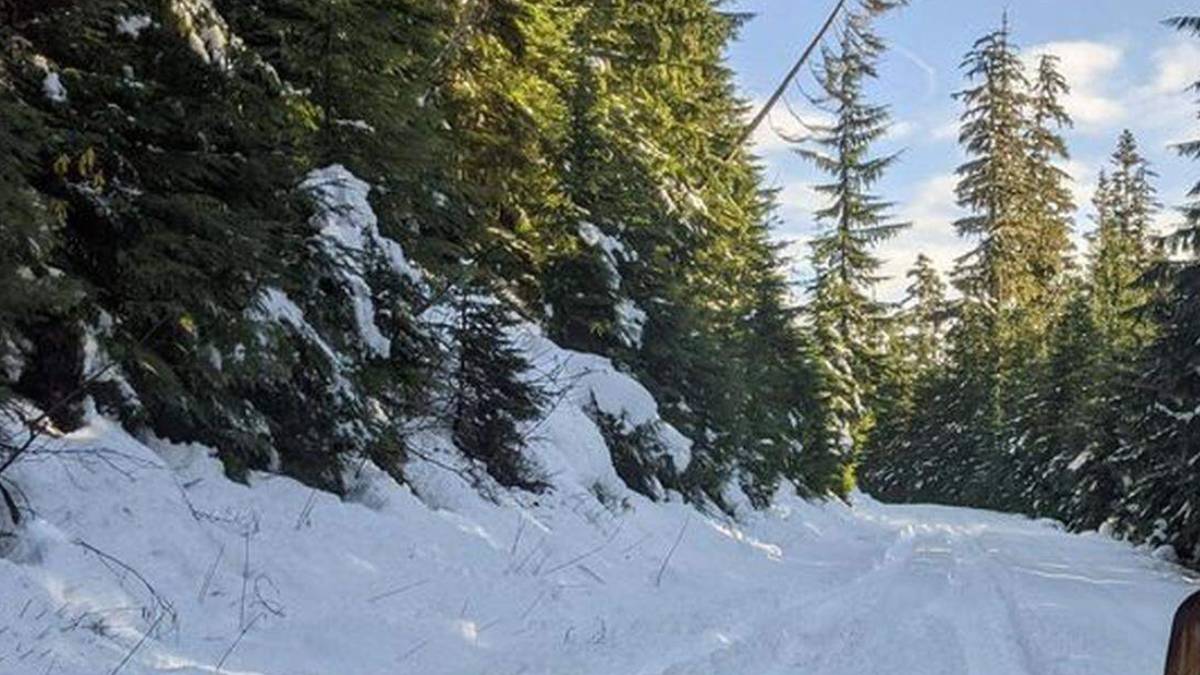 Snowy forest road lined with evergreen trees and fresh powder on the ground, sunlight peeking through branches.