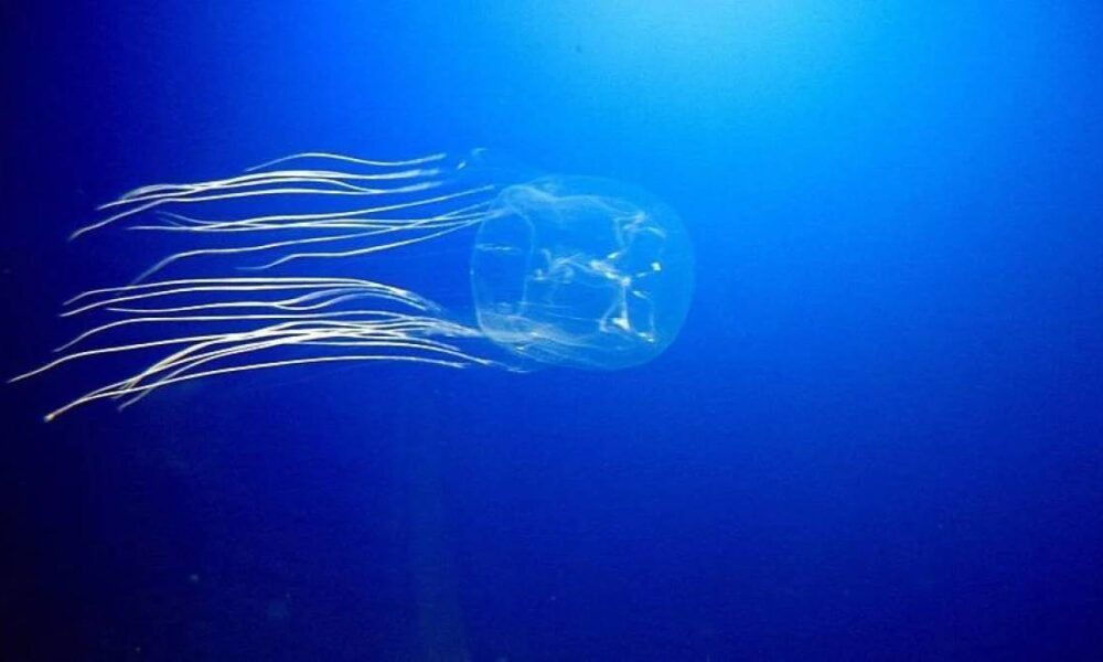 Jellyfish gliding through blue ocean water with long trailing tentacles streaming behind it
