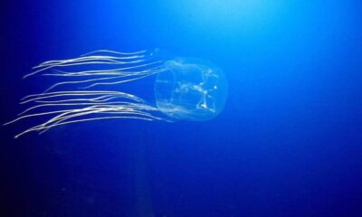 Jellyfish gliding through blue ocean water with long trailing tentacles streaming behind it