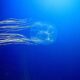 Jellyfish gliding through blue ocean water with long trailing tentacles streaming behind it