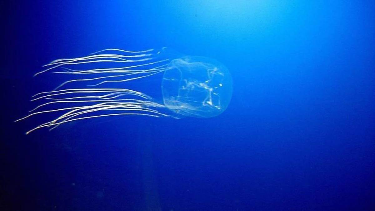 Jellyfish gliding through blue ocean water with long trailing tentacles streaming behind it