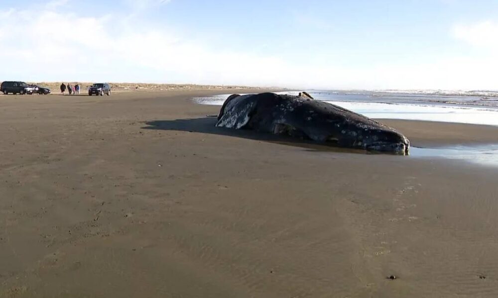 Beached whale carcass on a wide, wet-sand beach with a few people and parked cars in the distance.