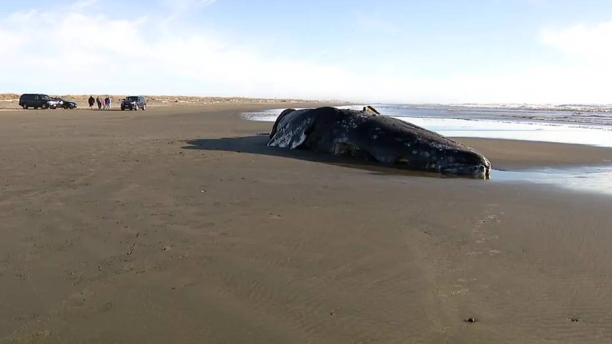 Beached whale carcass on a wide, wet-sand beach with a few people and parked cars in the distance.