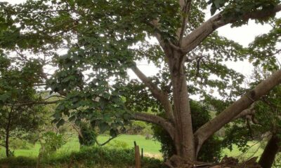 Large tree with a thick trunk and sprawling branches over a grassy field