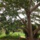 Large tree with a thick trunk and sprawling branches over a grassy field