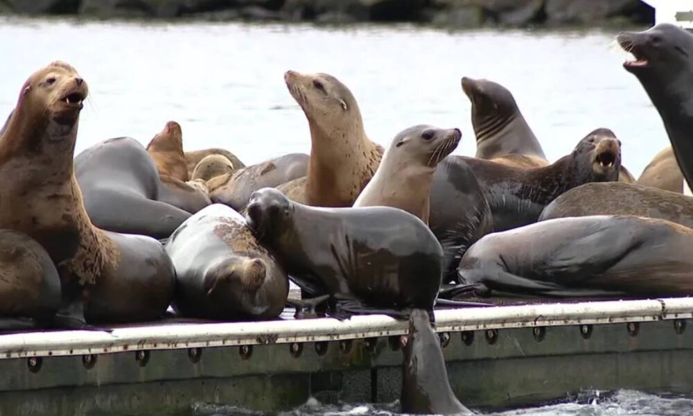 Group of sea lions lounging on a dock by the water, some with mouths open as they rest together on the platform.