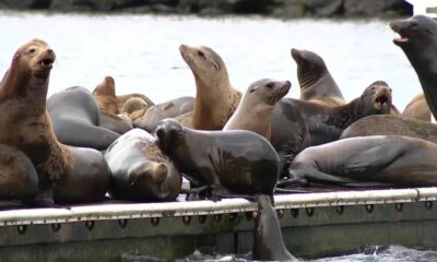 Group of sea lions lounging on a dock by the water, some with mouths open as they rest together on the platform.