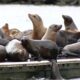 Group of sea lions lounging on a dock by the water, some with mouths open as they rest together on the platform.